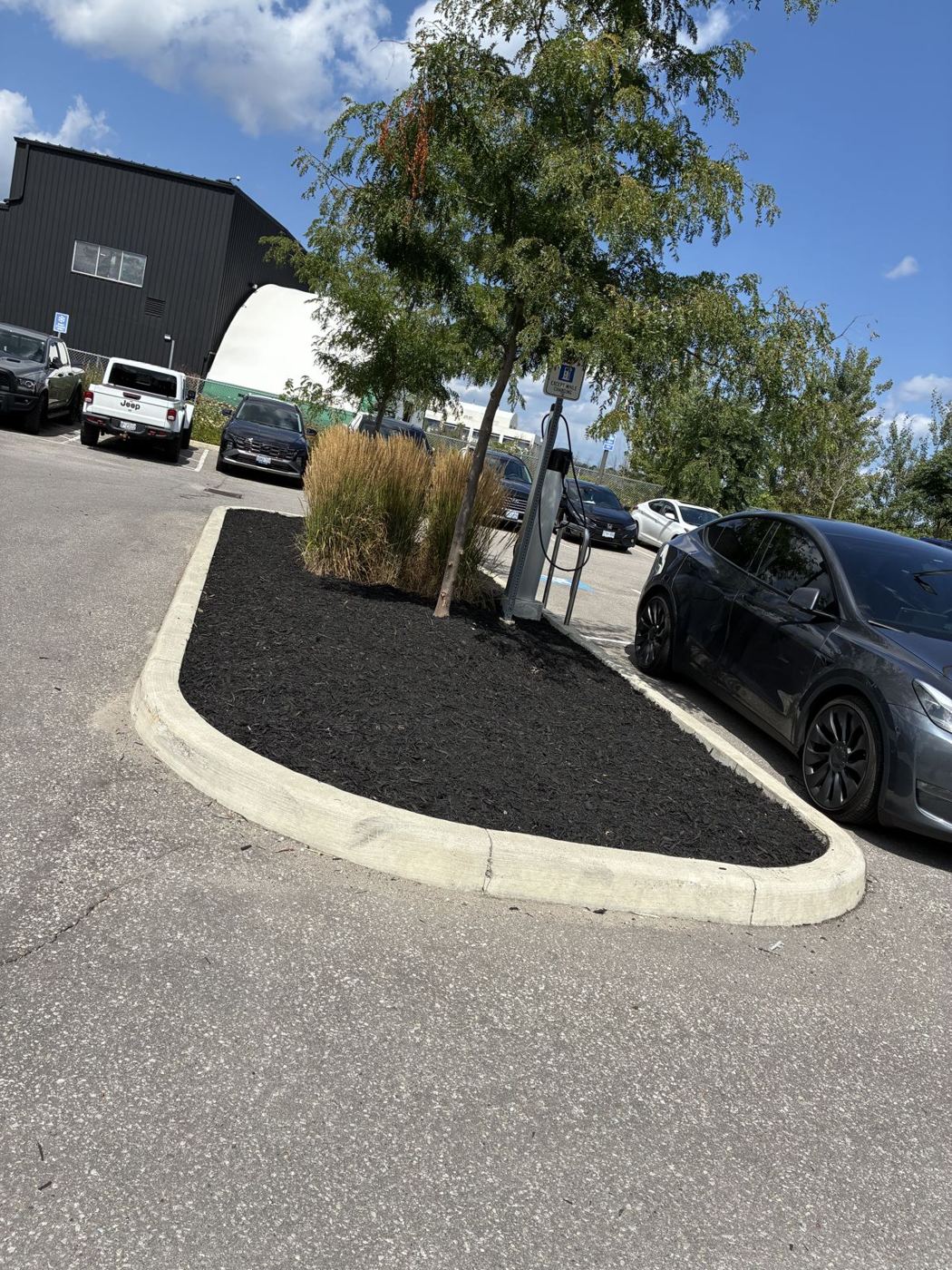 Fresh black mulch bed with ornamental grasses in a commercial parking lot