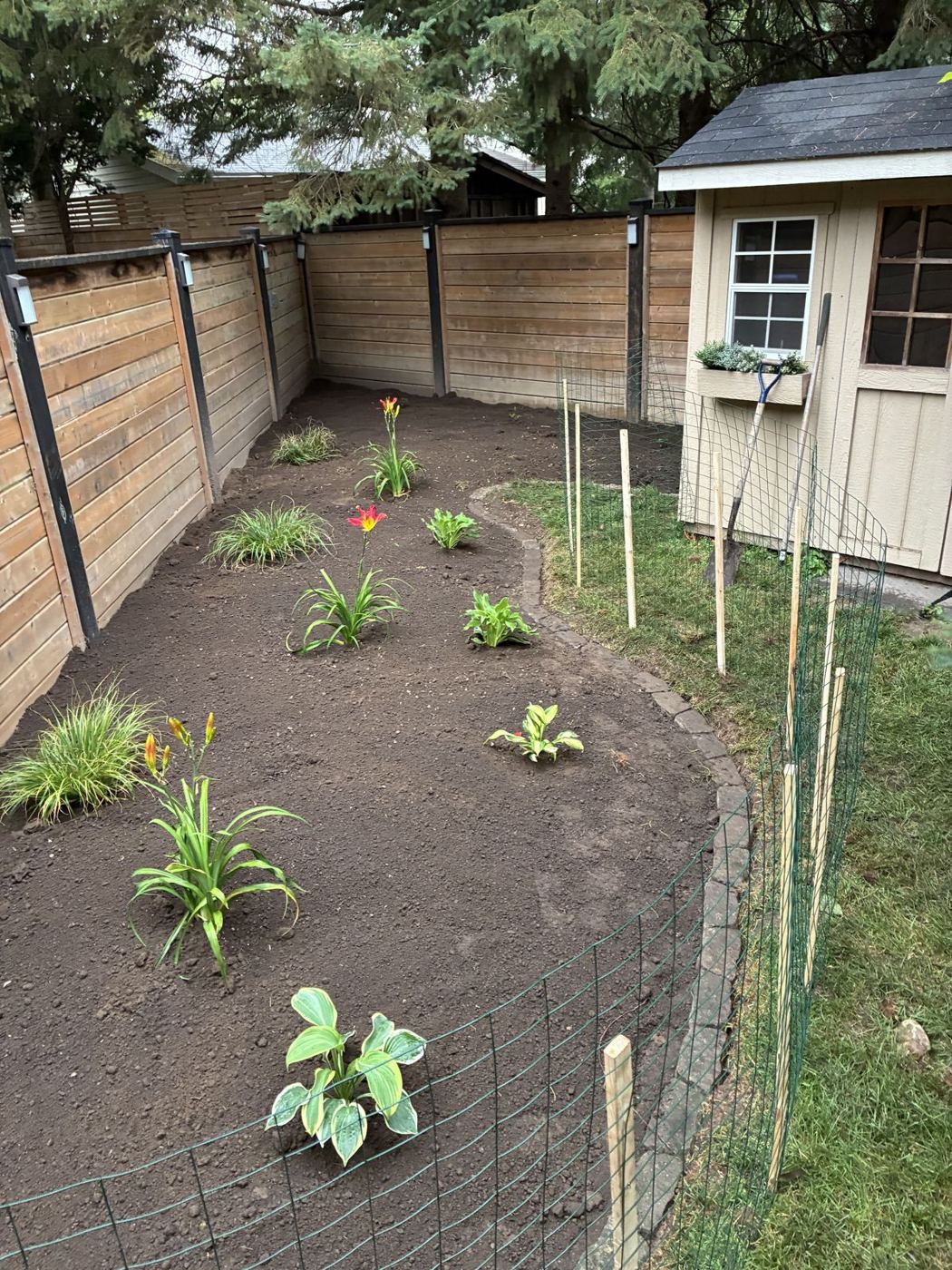 New backyard garden bed with young plantings along a wood fence
