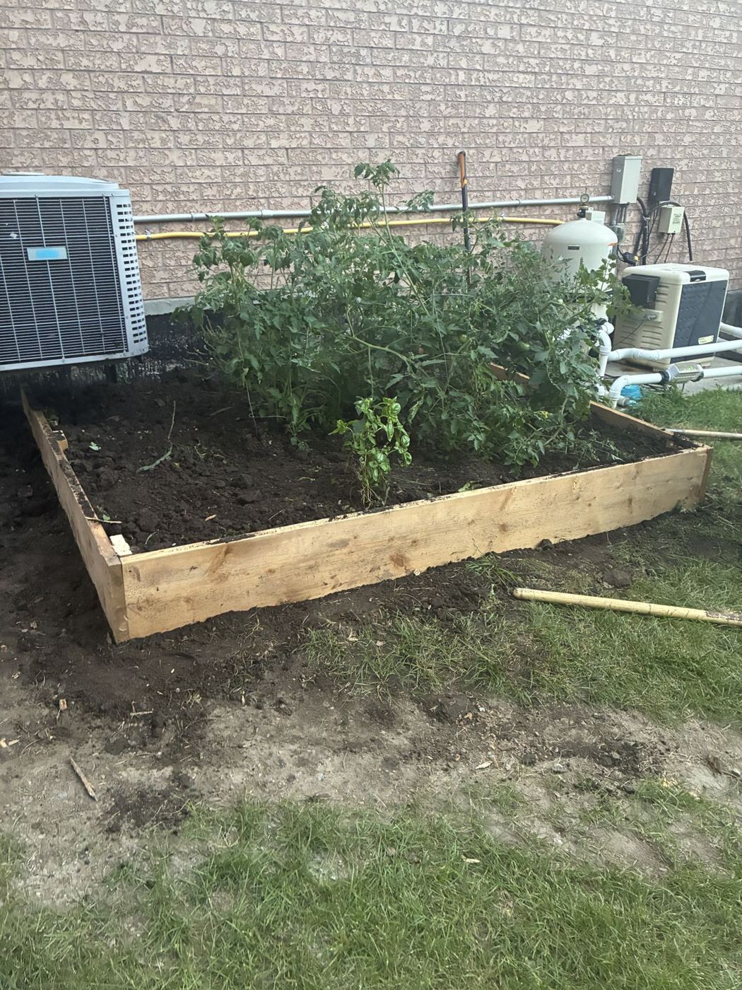 Rough-cut timber raised vegetable garden box filled with fresh soil